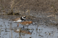 Kleine strandloper en Bontbekplevier-Lauwersmeer 25-5-2023