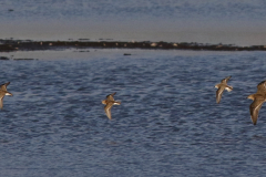 Kleine strandloper en Kemphaan-Dannemeer 9-9-2020