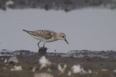 Kleine strandloper, juv. Dannemeer 15-8-2022