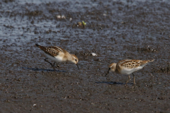 Kleine strandloper, juv. Dannemeer 23-8-2022