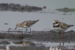 Kleine strandloper, juv. en Bontbekplevier Dannemeer 15-8-2022