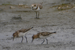 Kleine strandloper, adult 2  Lauwersmeer 26-7-2017