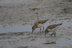 Kleine strandloper, adult 3  Lauwersmeer 26-7-2017