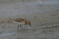 Kleine strandloper, adult 4 Lauwersmeer 26-7-2017