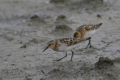 Kleine strandloper, adult  Lauwersmeer 26-7-2017