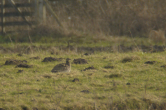 Kleine trap 1 Drenthe 14-2-2014