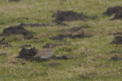 Kleine trap 1 Drenthe 18-2-2014