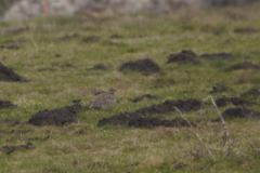 Kleine trap 2 Drenthe 18-2-2014