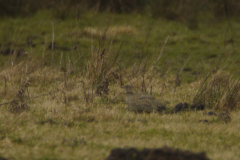 Kleine trap 2 Drenthe 19-2-2014