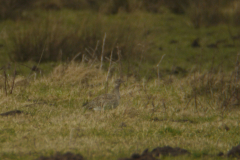 Kleine trap 3 Drenthe 19-2-2014