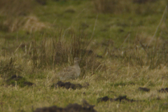 Kleine trap 4 Drenthe 19-2-2014