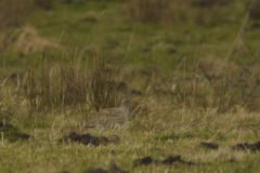 Kleine trap 5 Drenthe 19-2-2014