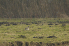 Kleine trap Drenthe 14-2-2014