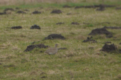 Kleine trap Drenthe 18-2-2014