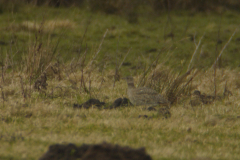 Kleine trap Drenthe 19-2-2014