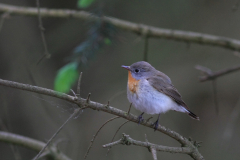 Kleine vliegenvanger 2-Drenthe 20-5-2015