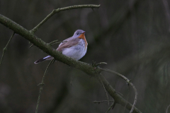 Kleine vliegenvanger-Drenthe 20-5-2015