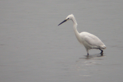 Kleine zilverreiger 1-Lauwersmeer 24-6-2007