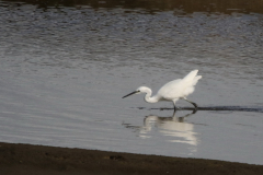 Kleine zilverreiger 1 Texel 3-10-2019