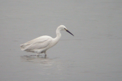 Kleine zilverreiger 2-Lauwersmeer 24-6-2007