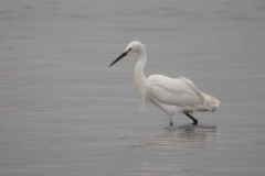 Kleine zilverreiger 3-Lauwersmeer 24-6-2007