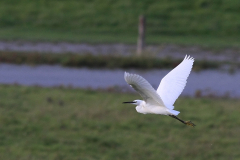 Kleine zilverreiger-Friesland 22-9-2011