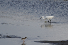 Kleine zilverreiger Texel 3-10-2019