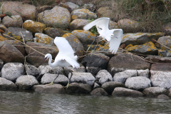 Kleine zilverreiger-Texel 7-10-2023 b