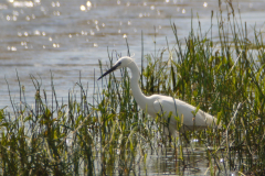 Kleine zilverreiger-Zuidlaardermeergebied 15-6-2013