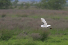 Kleine zilverreiger-Zuidlaardermeergebied 28-6-2013