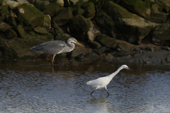 Kleine zilverreiger en Blauwe reiger 1 Texel 3-10-2019