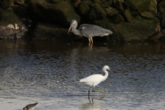 Kleine zilverreiger en Blauwe reiger 2 Texel 3-10-2019