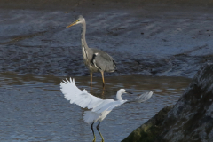 Kleine zilverreiger en Blauwe reiger Texel 3-10-2019