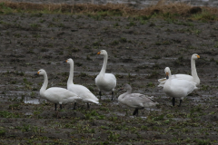 Kleine - en Wilde zwaan 2 Lauwersmeer 26-12-2020