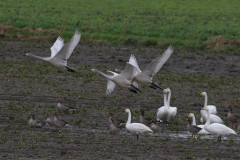 Kleine - en Wilde zwaan Lauwersmeer 26-12-2020