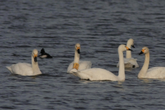 Kleine zwaan 1-Groningen-stad 18-10-2014