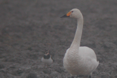 Kleine zwaan-Groningen-prov. 23-11-2005