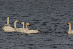 Kleine zwaan-Groningen-stad 18-10-2014