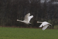 Kleine zwaan-Lauwersmeer 26-12-2020