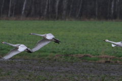 Kleine zwaan, ad. en juv. 1-Lauwersmeer 26-12-2020