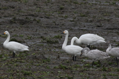 Kleine zwaan, ad. en juv.-Lauwersmeer 26-12-2020