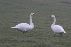 Kleine zwaan en Knobbelzwaan 1-Groningen-prov. 17-1-2011