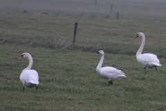 Kleine zwaan en Knobbelzwaan-Groningen-prov. 17-1-2011