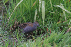 Kleinst waterhoen 1-Zuidlaardermeergebied 14-6-2015