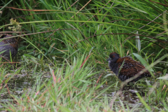 Kleinst waterhoen 2-Zuidlaardermeergebied 20-6-2015