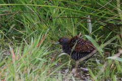 Kleinst waterhoen 4-Zuidlaardermeergebied 20-6-2015