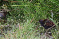 Kleinst waterhoen 5-Zuidlaardermeergebied 20-6-2015