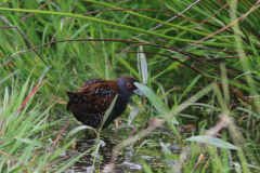 Kleinst waterhoen 6-Zuidlaardermeergebied 20-6-2015