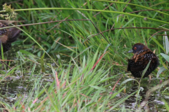 Kleinst waterhoen 7-Zuidlaardermeergebied 20-6-2015