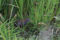 Kleinst waterhoen-Zuidlaardermeergebied 14-6-2015